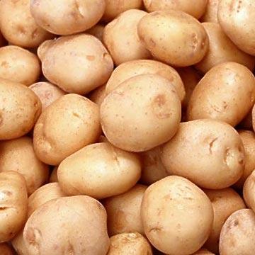 burgonya, krumpli