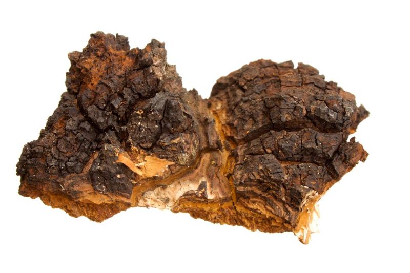 A chaga gomba jótékony hatásai