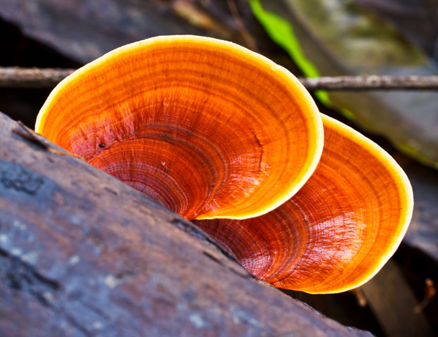 A reishi gomba 6 jótékony hatása