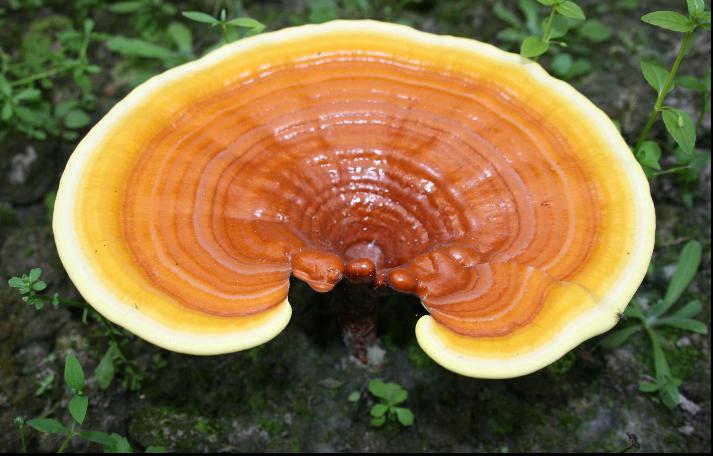 A reishi gyógygomba és zöld tea szinergikus ereje