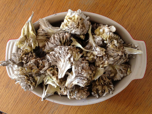 Mi is az a D-frakció a maitake gyógygombában?