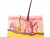 16 otthoni módszer, amelynek segítségével megszabadulhat a nem kívánatos szőröktől
