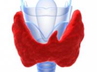 7 olyan táplálék, mely jó hatással van a pajzsmirigy alulműködésre