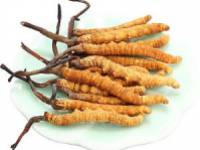 A Cordyceps 6 egészségügyi hatása tudományos tényekkel alátámasztva