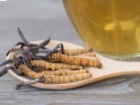A Cordyceps (vagyis kínai hernyógomba) 5 jótékony hatása a szervezetre