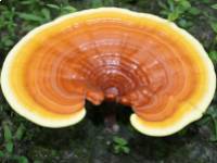 A reishi gyógygomba és zöld tea szinergikus ereje