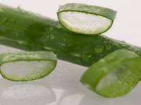 Csináld magad: aloé verás maszk a hajra és a bőrre