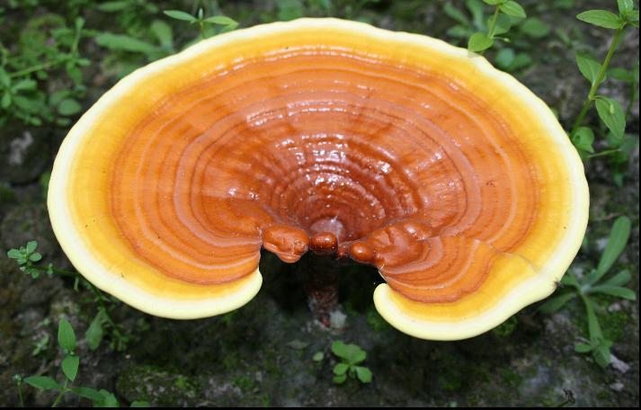 A reishi gyógygomba és zöld tea szinergikus ereje