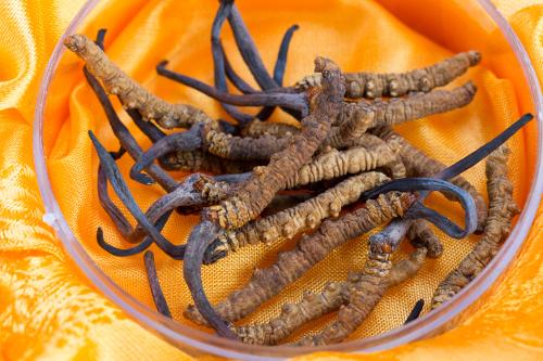 A Sikkimben található Cordyceps, vagyis kínai hernyógomba hagyományos felhasználása és gyógyászati értéke