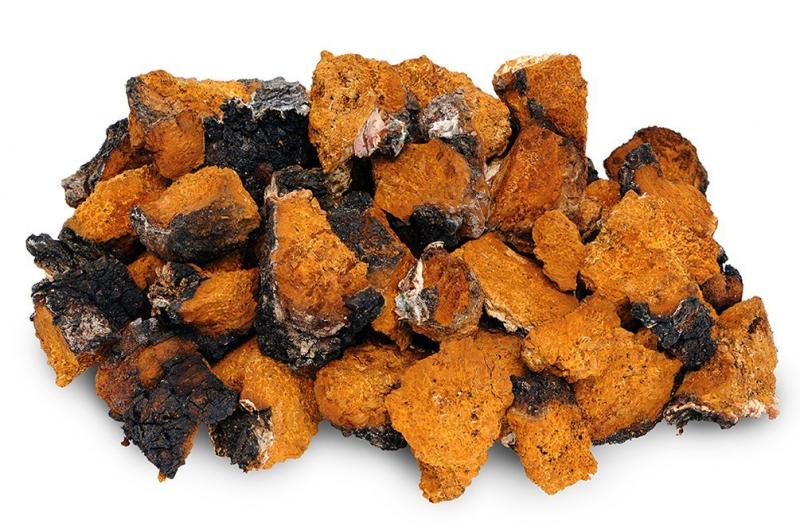 Chaga gomba: Egy szokatlan gombafajta, számtalan jótékony hatással