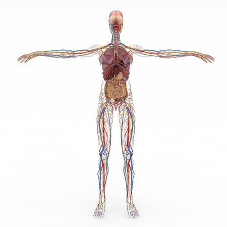 Hogyan szabaduljon meg gyorsan a hát- és derékfájástól otthon
